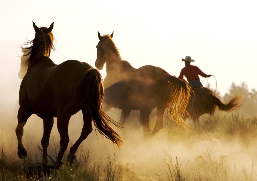Horses-horses-cowboy-wild.jpg