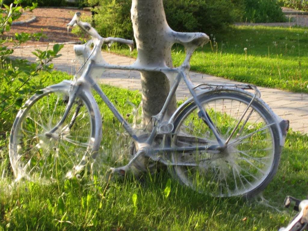 bikespider.jpg