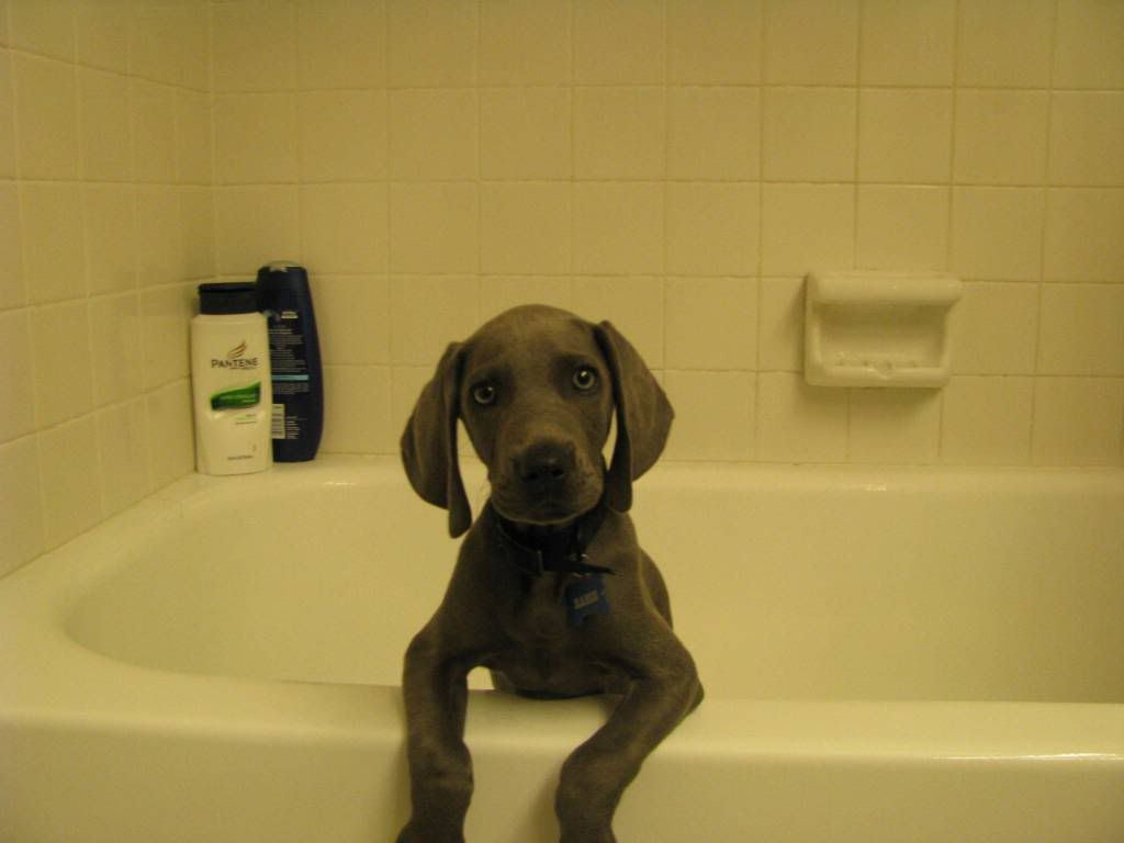 dog-bath.jpg