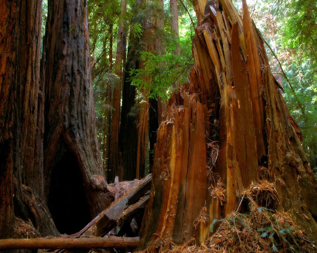 sequoia_foret.jpg