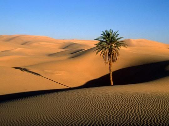 karakteristik hewan di padang pasir