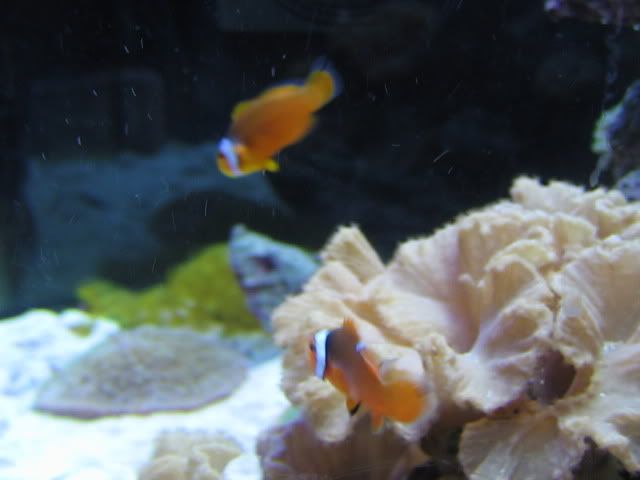 clownfish2222005.jpg
