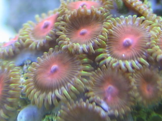 coral003.jpg