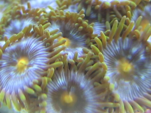 coral004.jpg