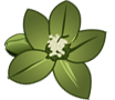 hellebore%20sm.png
