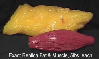 muscle-fat.jpg