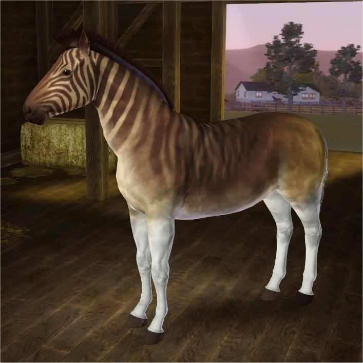 Quagga Horse