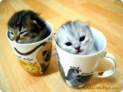 cute-kittens-in-cups-pics_zps0e36263e.jpg
