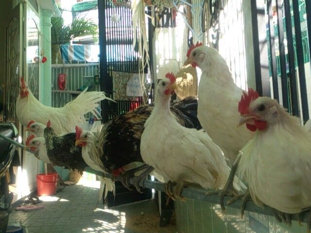 Gà tân châu nhạn chơi tết cho anh em - 19