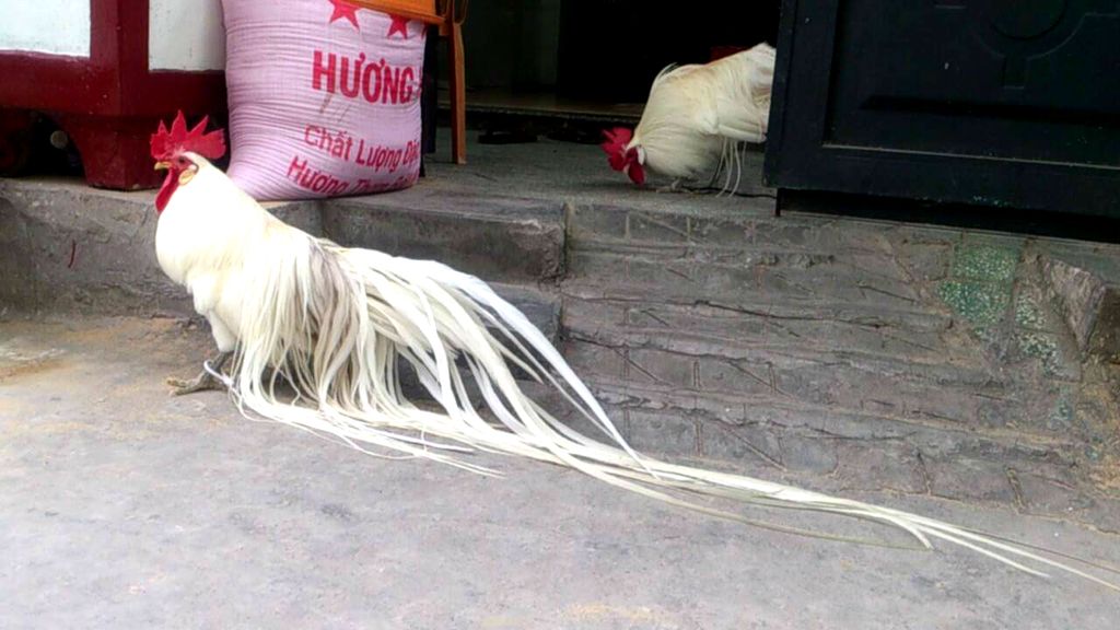 Gà phoenix nhà em....