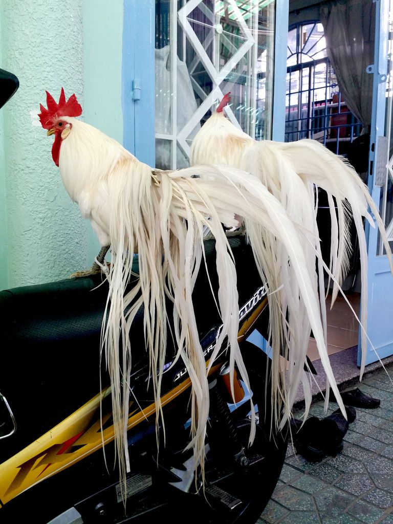 Gà tân châu nhạn chơi tết cho anh em - 12