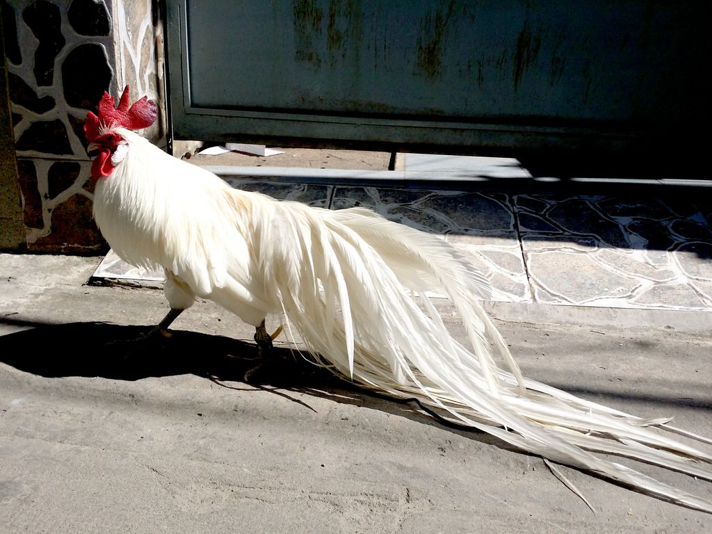 Gà tân châu nhạn chơi tết cho anh em - 18