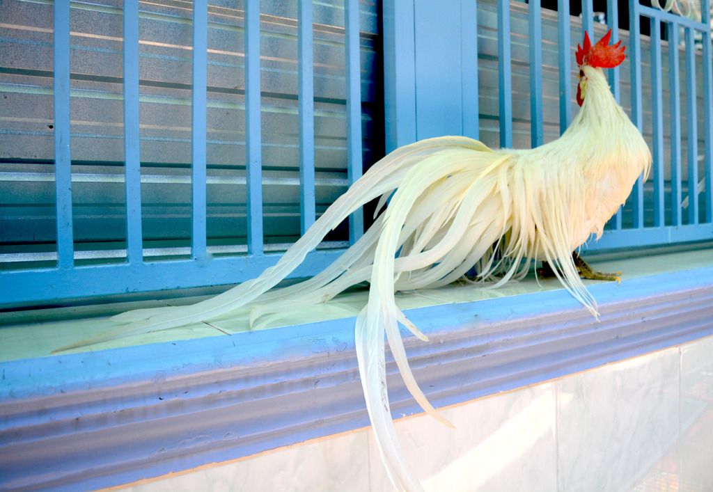 Gà tân châu nhạn chơi tết cho anh em - 24