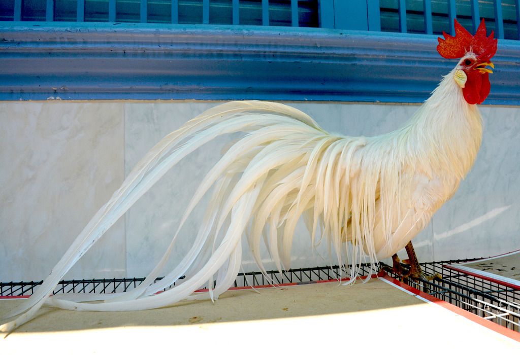 Gà tân châu nhạn chơi tết cho anh em - 26