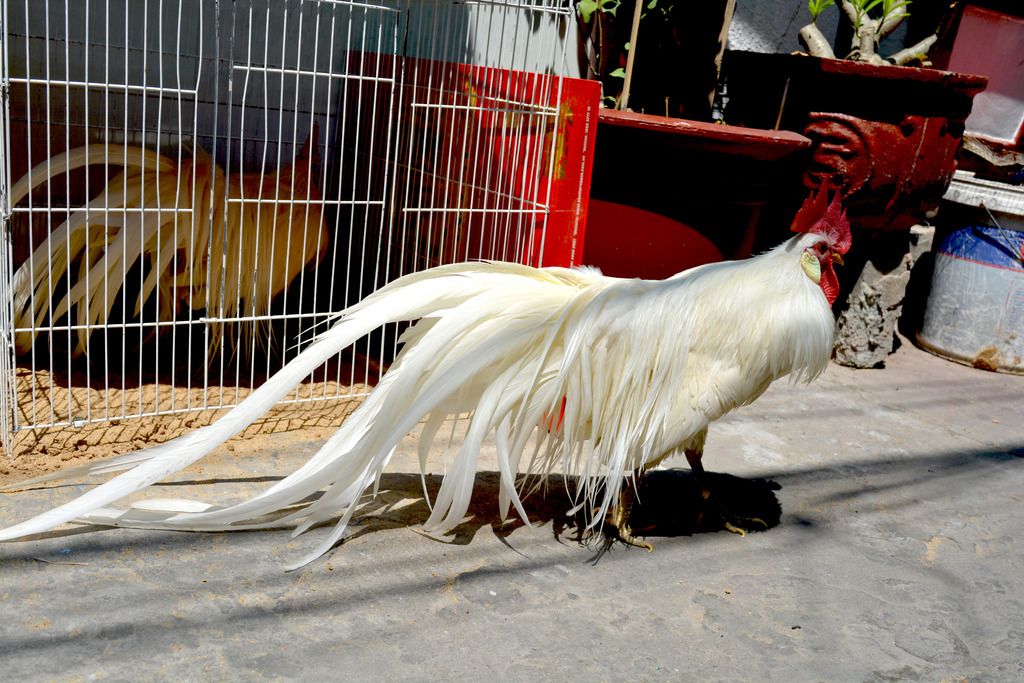 Gà tân châu nhạn chơi tết cho anh em - 25