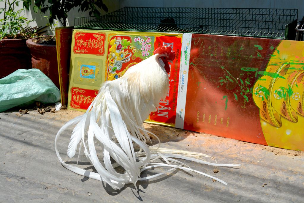 Gà tân châu nhạn chơi tết cho anh em - 17