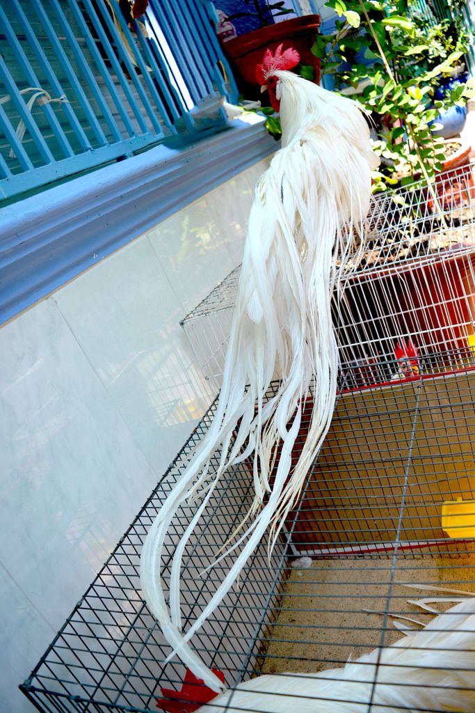 Gà tân châu nhạn chơi tết cho anh em - 16