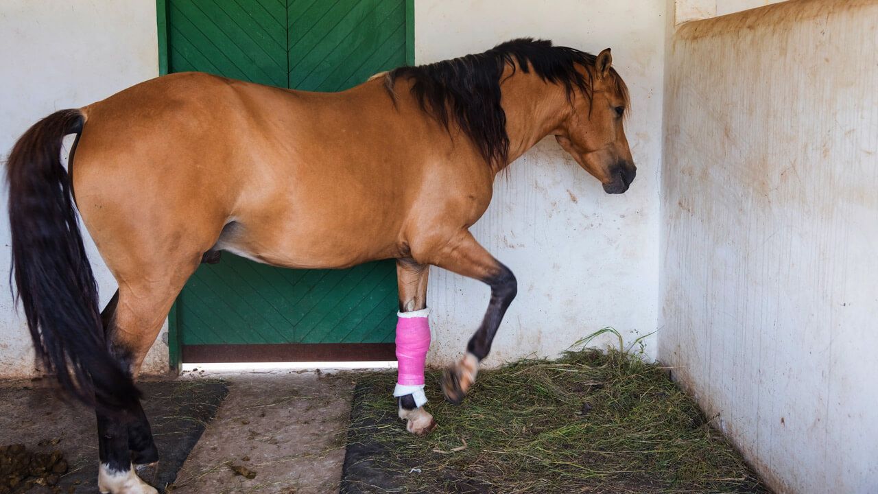 what is bute for horses