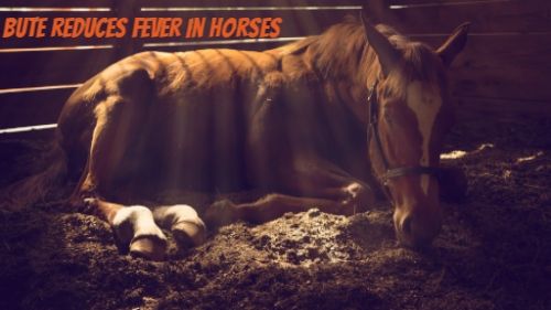 bute horse medication