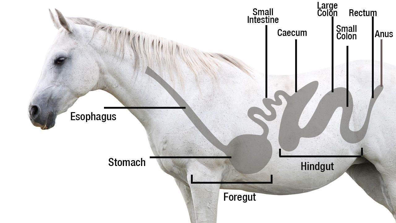 equine gastric ulcer syndrome hindgut and foregut