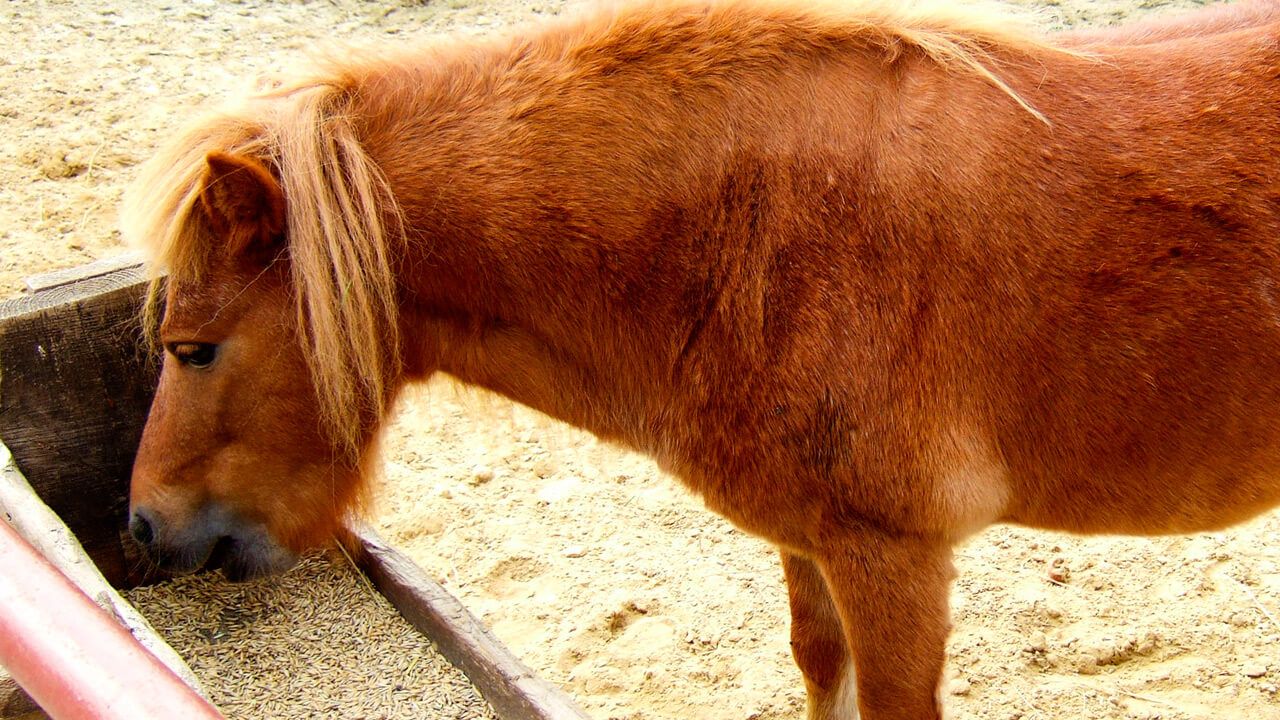 horse ulcer symptoms diet of grain is not good