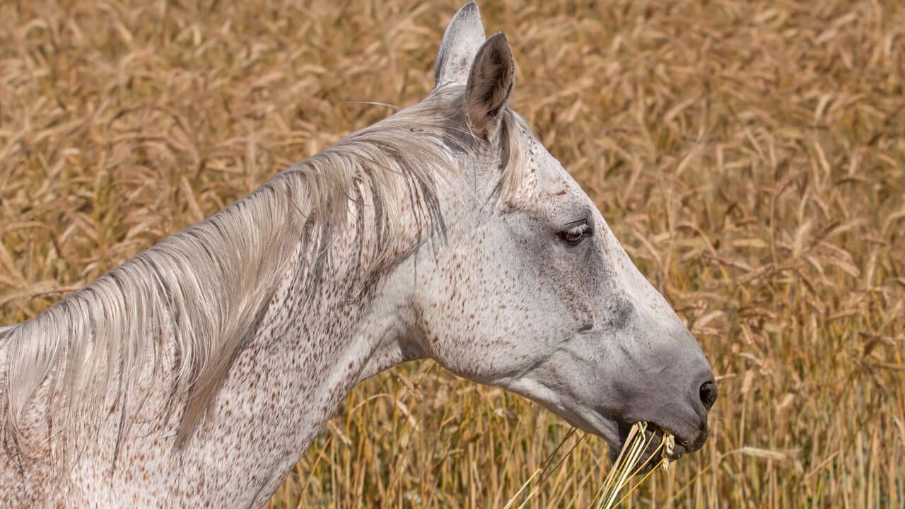 horse ulcer symptoms - give good forage 24/7