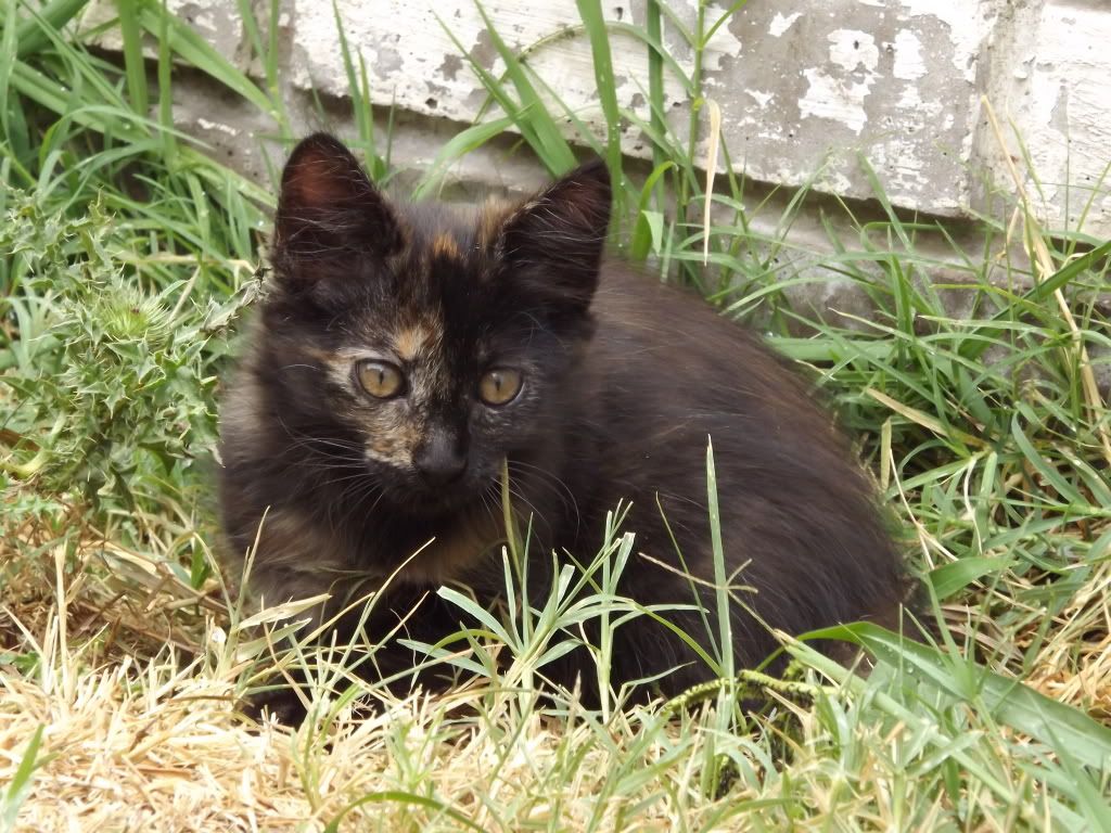 gatos gatos