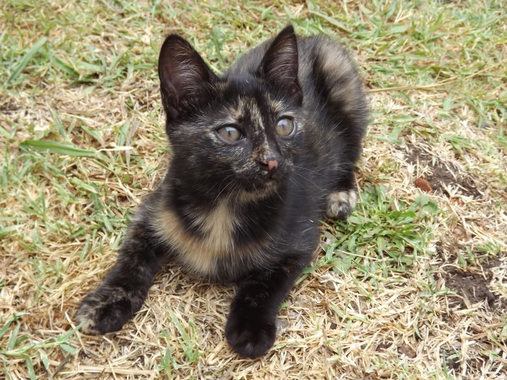 Mas Fotos de Gatitas(MASCOTAS)!! Mas Fotos de Gatitas(MASCOTAS)!!