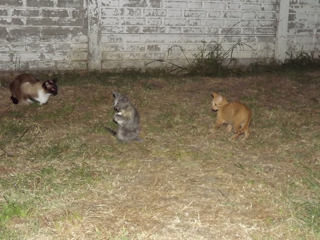 mascotas mascotas
