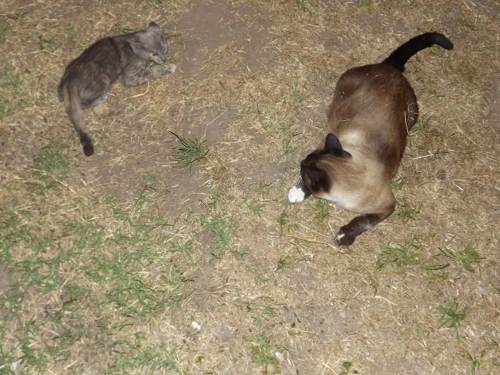 gatos gatos