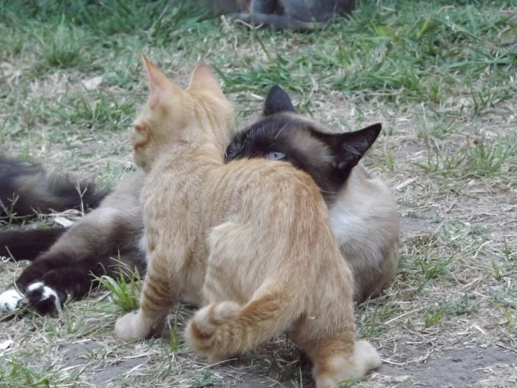 mascotas mascotas