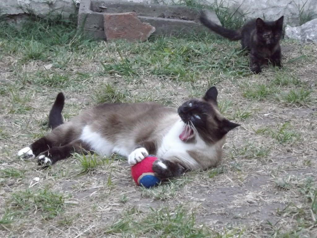 Mas Fotos de Gatitas(MASCOTAS)!! Mas Fotos de Gatitas(MASCOTAS)!!