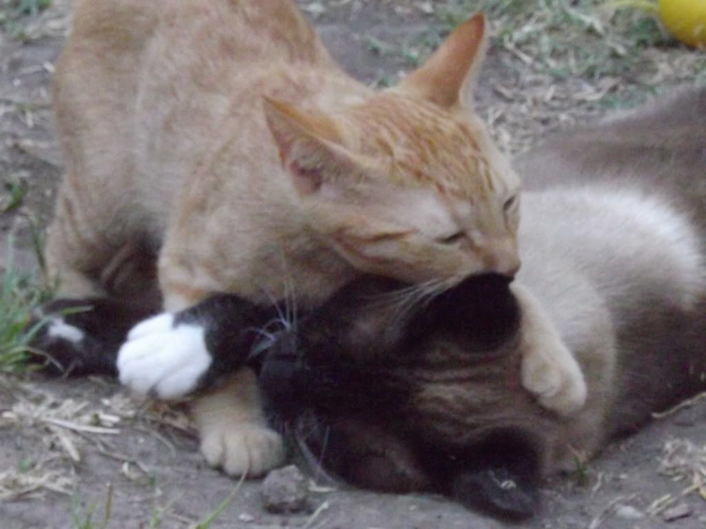 gatos gatos