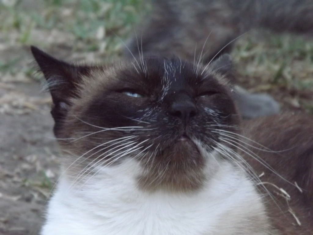 gatitas gatitas