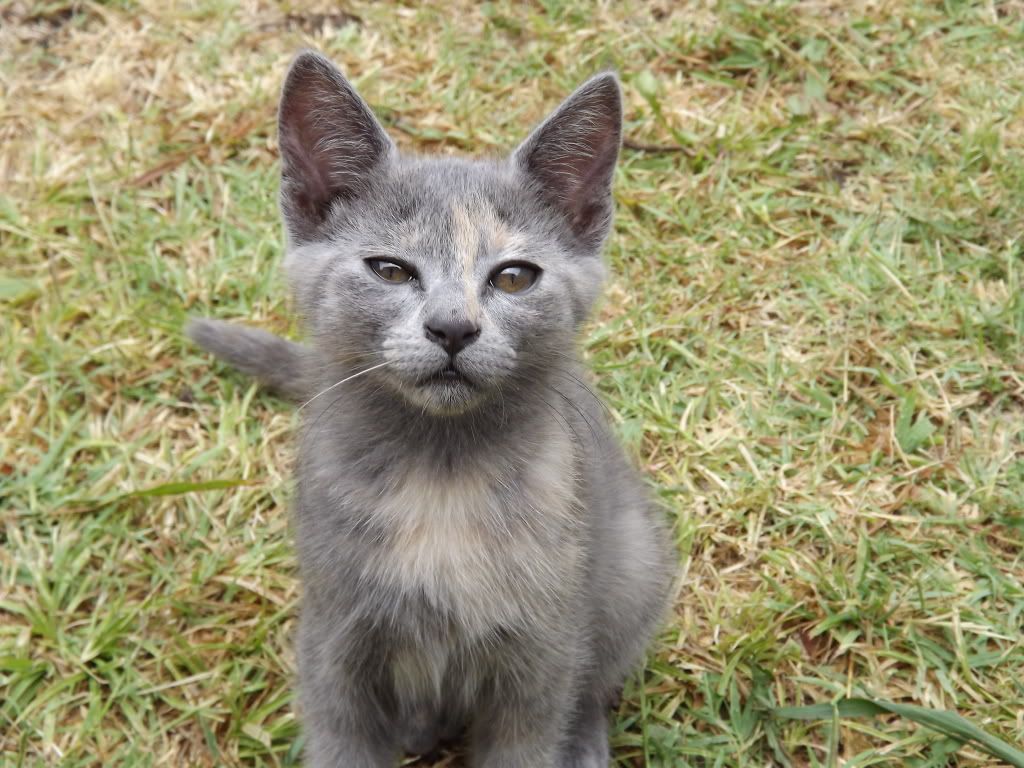 Mas Fotos de Gatitas(MASCOTAS)!! Mas Fotos de Gatitas(MASCOTAS)!!