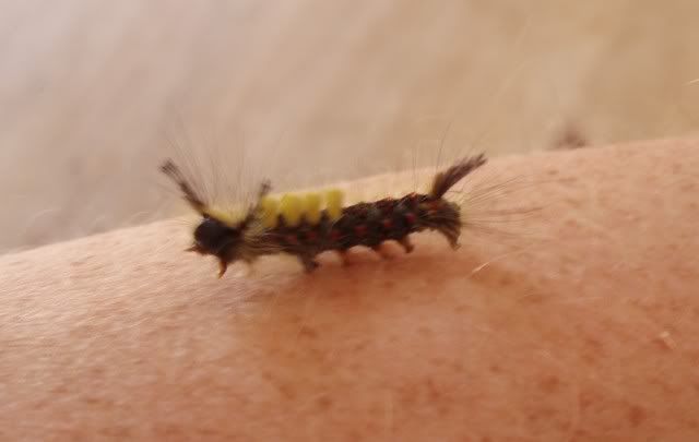 caterpillar1.jpg