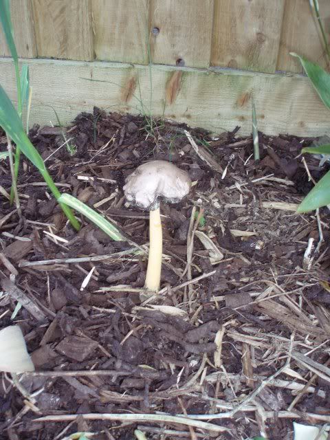 fungus_03.jpg