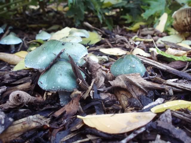 verdigris_agaric_01.jpg