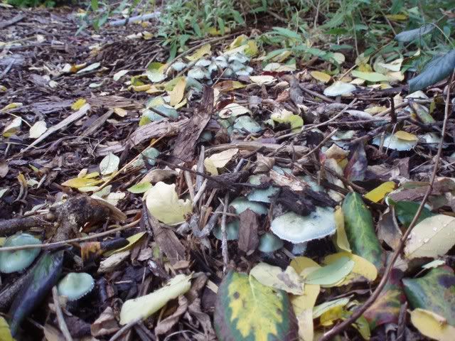 verdigris_agaric_02.jpg