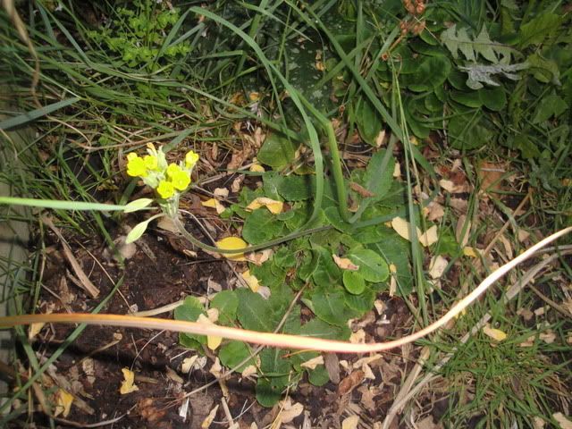 cowslip_01.jpg