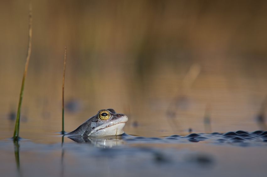 Fotografie