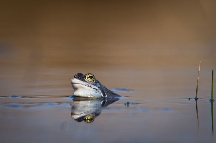Fotografie