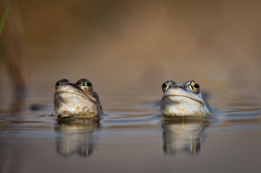 Fotografie