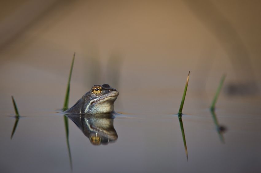 Fotografie