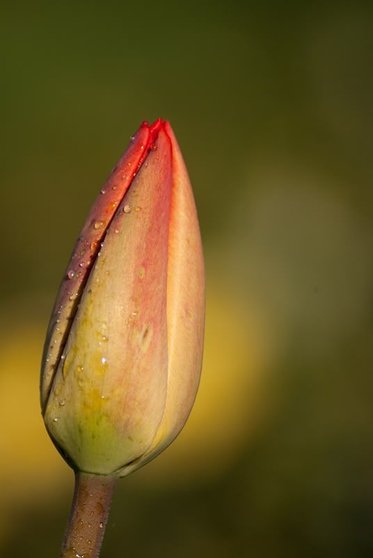 Fotografie