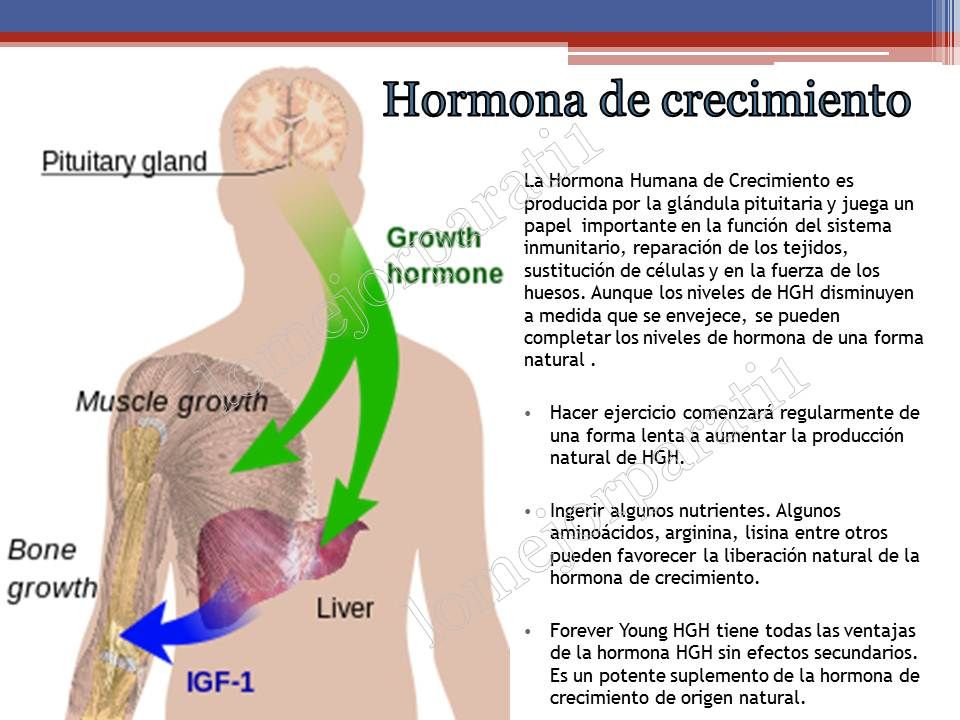 Hormona Del Crecimiento; Somatotrofina; Hormona Hipofisaria Del ...