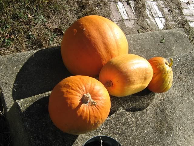 [Image: pumpkin2011003.jpg]