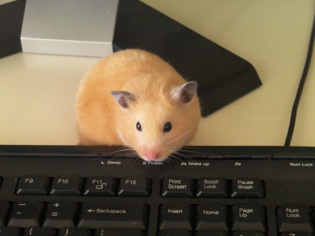 Image Result For Teddy Bear Hamster Image Result For Teddy Bear Hamster