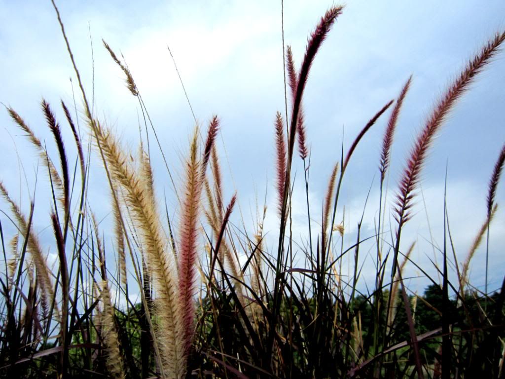 Furry Plants