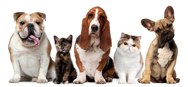 Pet Boarding Facilities And Services